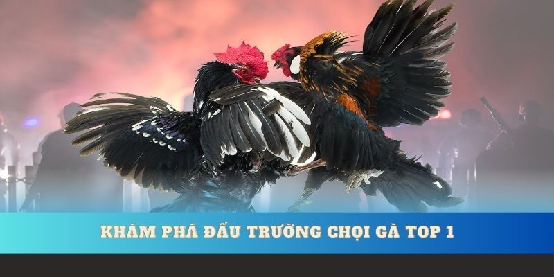 Khám phá đấu trường chọi gà top 1